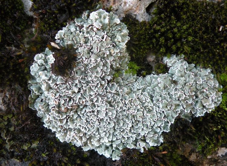 Lichene su roccia gessosa